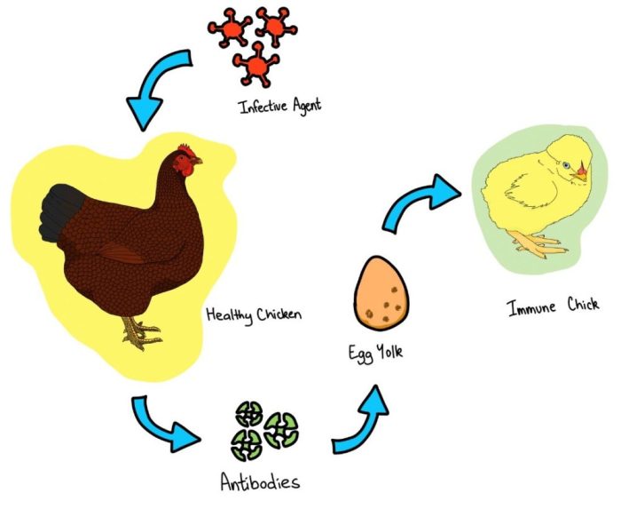 Cara Meningkatkan Daya Tahan Tubuh Ayam Kampung Terhadap Penyakit