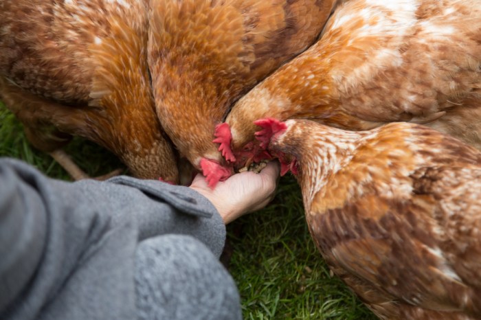 Cara Meningkatkan Daya Tahan Tubuh Ayam Kampung Terhadap Penyakit