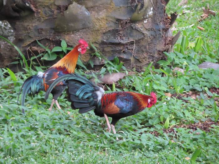 Menganalisis Dampak Perburuan Terhadap Populasi Ayam Hutan