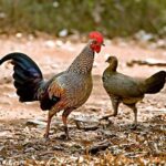 Mengenal Berbagai Jenis Ayam Hutan Di Sumatera