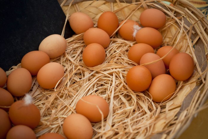 Cara Menyimpan Telur Ayam Kampung Agar Tetap Segar