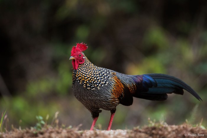 Menganalisis Dampak Perburuan Terhadap Populasi Ayam Hutan