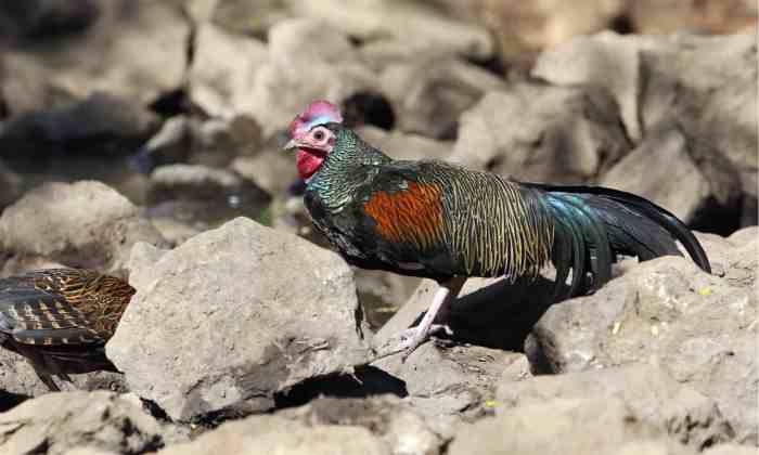 Mengetahui Distribusi Geografis Ayam Hutan Di Indonesia