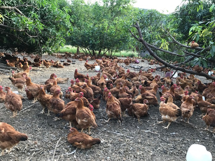 Peran Ayam Kampung Dalam Menjaga Keanekaragaman Hayati