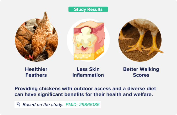 Cara Meningkatkan Daya Tahan Tubuh Ayam Kampung Terhadap Penyakit