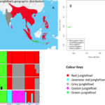 Mengetahui Distribusi Geografis Ayam Hutan Di Indonesia