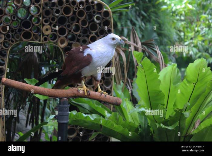 Mengenal Jenis Ayam Hutan Yang Dilindungi Di Indonesia