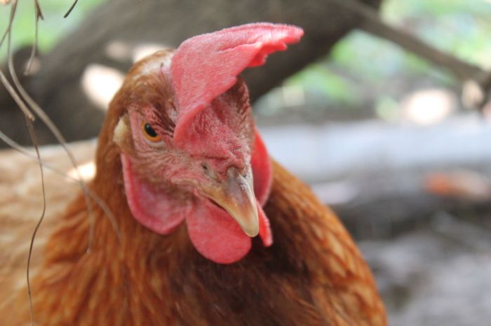 Pelatihan Dan Pendampingan Bagi Peternak Ayam Kampung