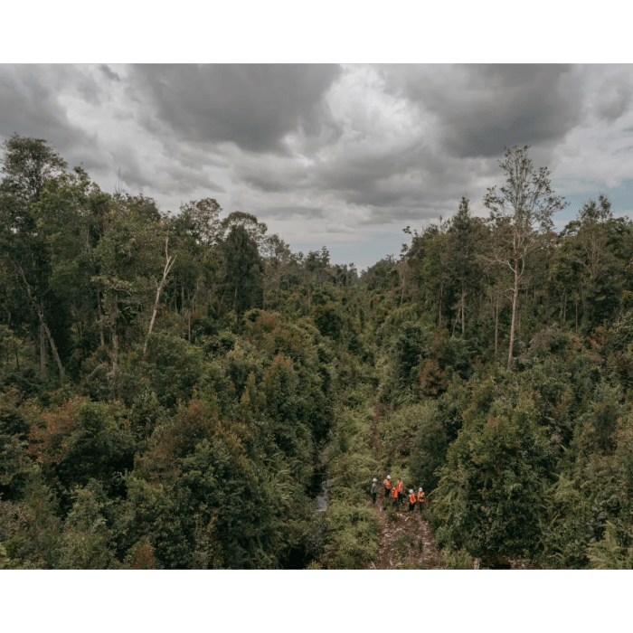 Mengenal Jenis Ayam Hutan Yang Dilindungi Di Indonesia