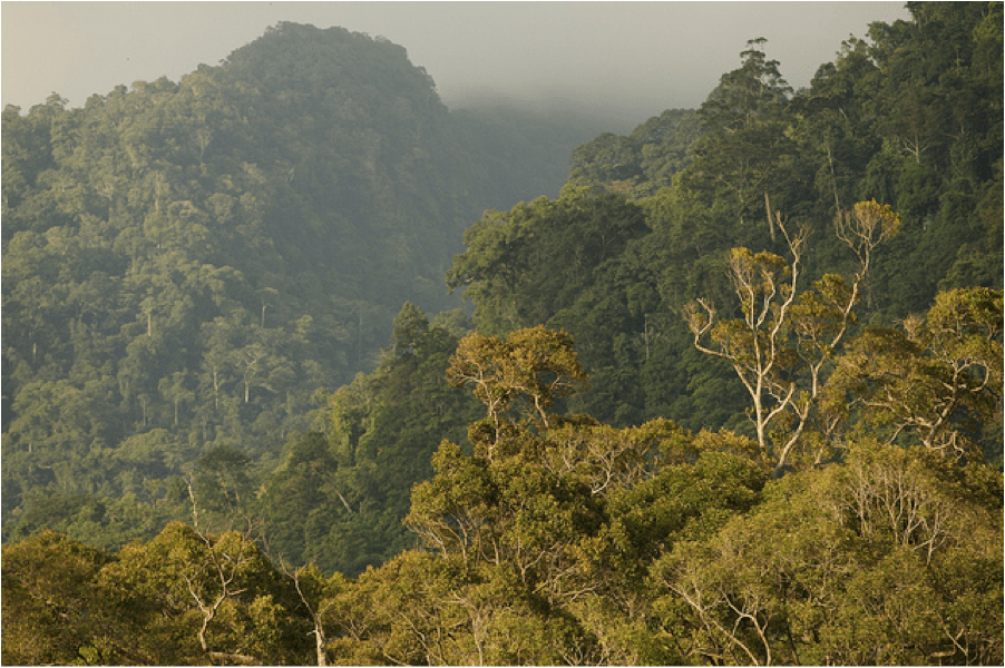 Mengenal Jenis Ayam Hutan Yang Dilindungi Di Indonesia