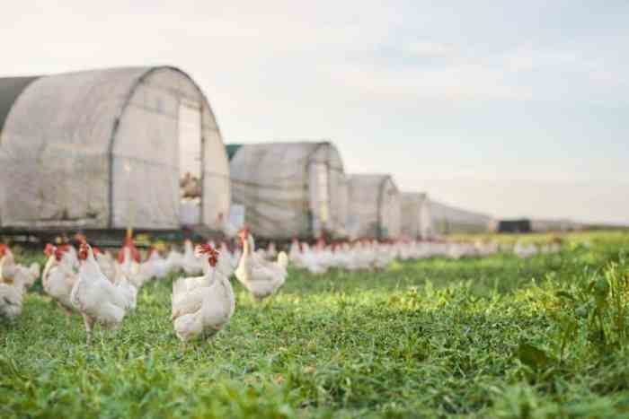 Peran Ayam Kampung Dalam Menjaga Keanekaragaman Hayati