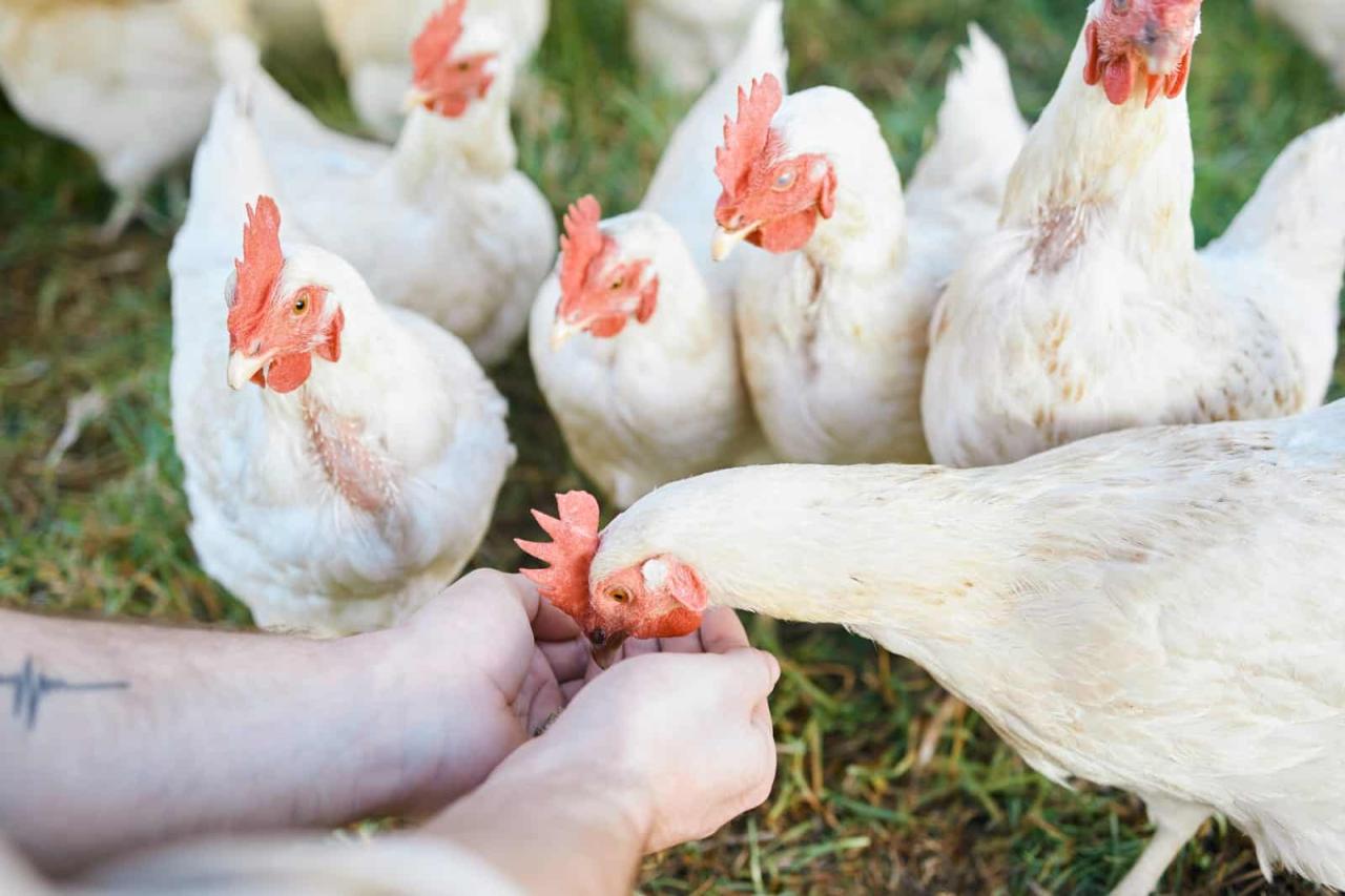 Peran Ayam Kampung Dalam Menjaga Keanekaragaman Hayati