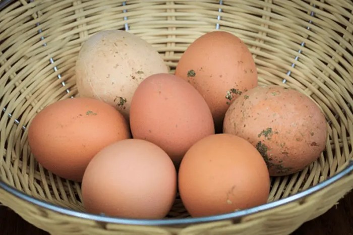 Cara Menyimpan Telur Ayam Kampung Agar Tetap Segar