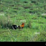 Menganalisis Dampak Perburuan Terhadap Populasi Ayam Hutan