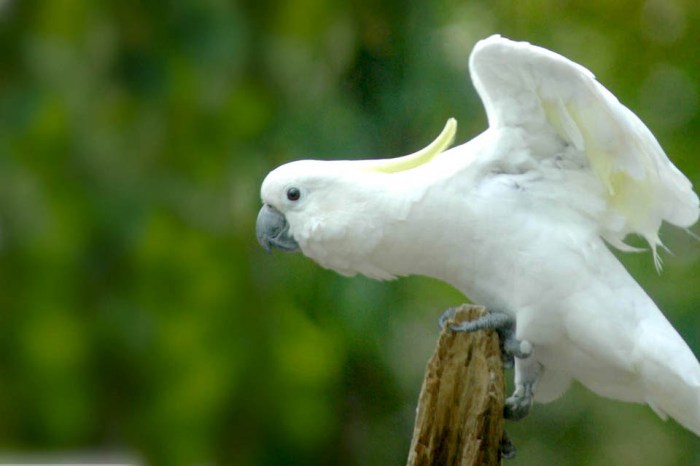 Mengenal Jenis Ayam Hutan Yang Dilindungi Di Indonesia