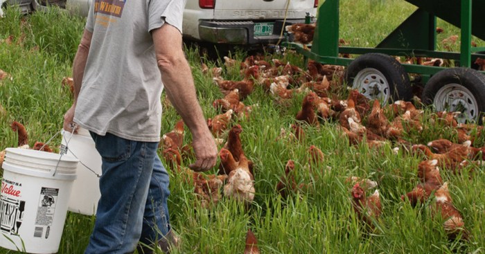 Pelatihan Dan Pendampingan Bagi Peternak Ayam Kampung