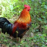 Mengembangkan Model Bisnis Konservasi Ayam Hutan Yang Berkelanjutan