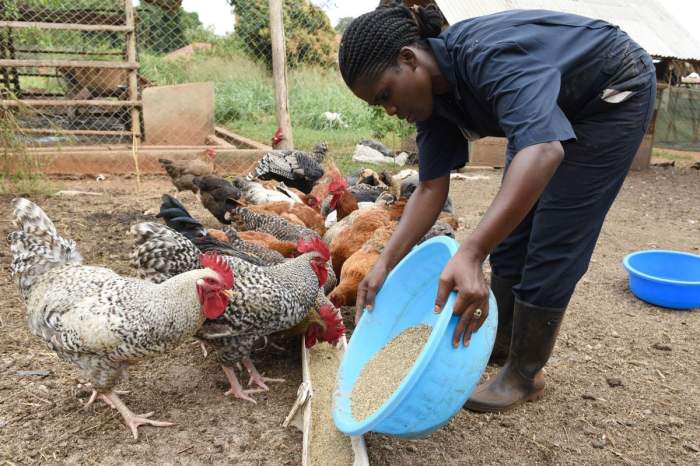 Pelatihan Dan Pendampingan Bagi Peternak Ayam Kampung